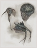 Bioform Composite (by Dave Senacal)